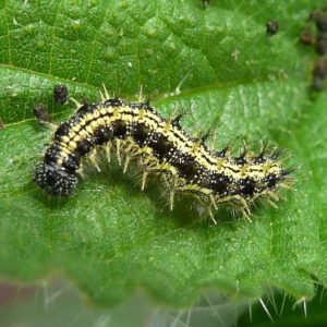 Small Tortoiseshell (Aglais urticae) caterpillar