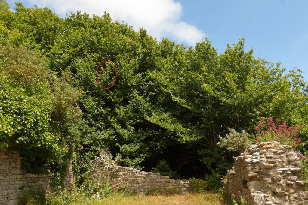 Location of Large Tortoiseshell (Nymphalis polychloros) larvae in St. Andrew's Church, Portland, Dorset