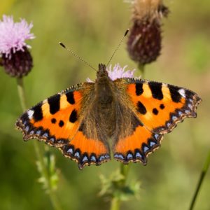 Small Tortoiseshell (Aglais urticae)