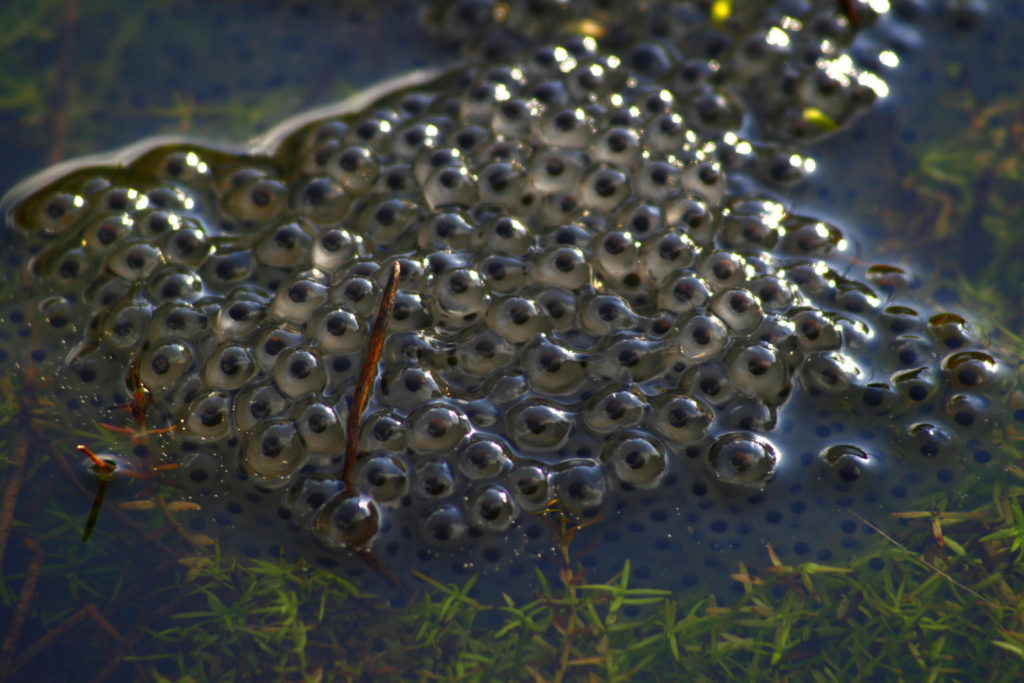 Frogspawn