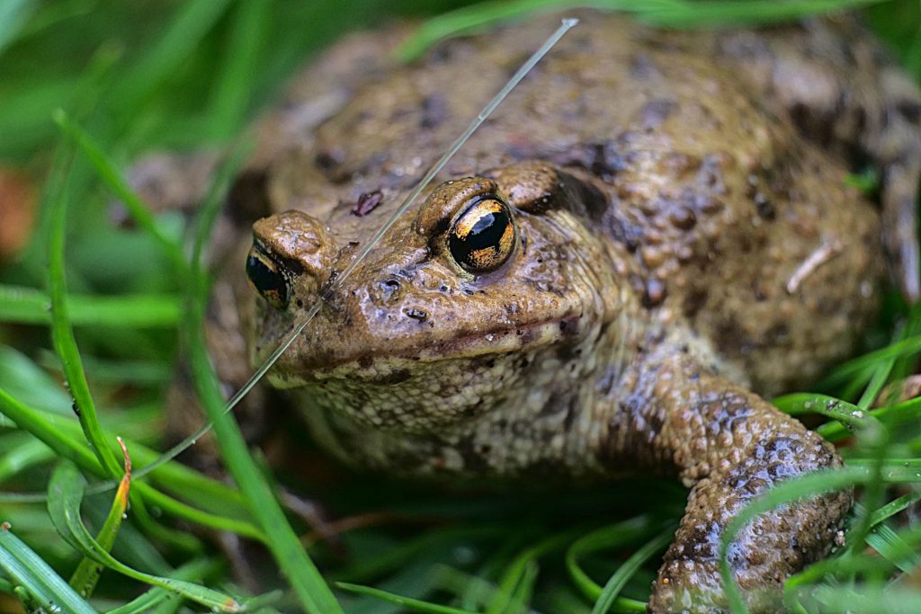 Common toad