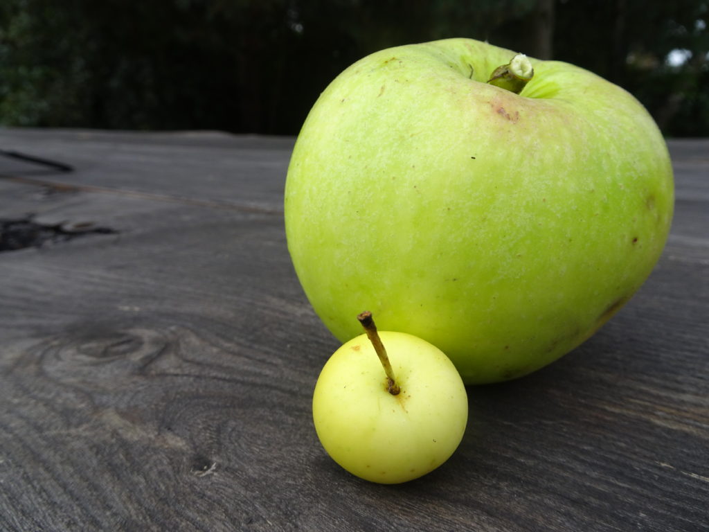 Native Scottish crabapple in front of a cultivated apple