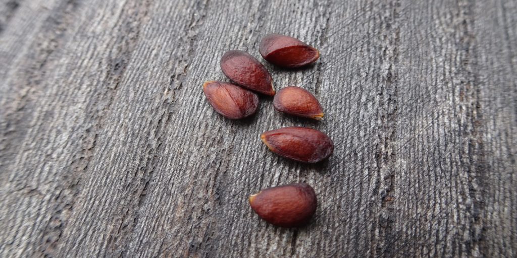 Wild apple seeds taken from Scottish crab apple