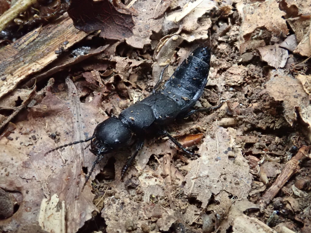 Devil's coach horse beetle