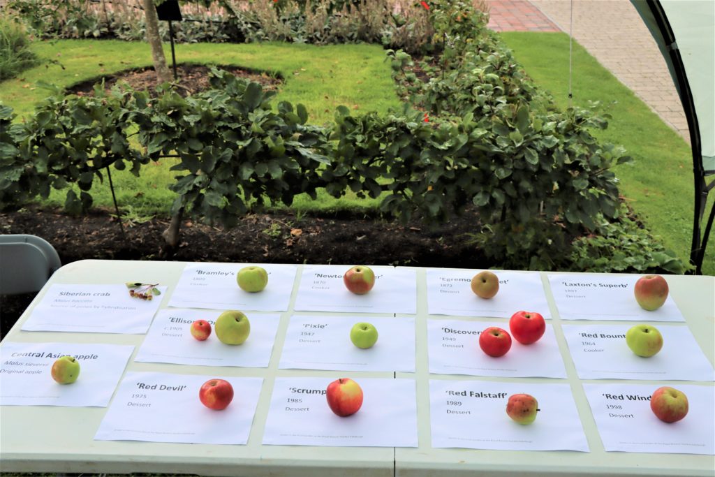 huge variety of apples on display at the Royal Botanic Garden Edinburgh's 2021 Harvest Festival