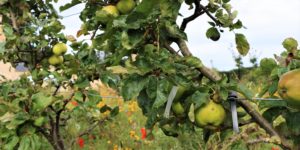 Apple tree at Royal Botanic Garden Edinburgh Harvest Festival