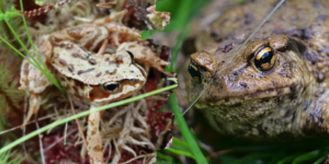 Left: Common frog (Rana temporaria); right: common toad (Bufo bufo)
