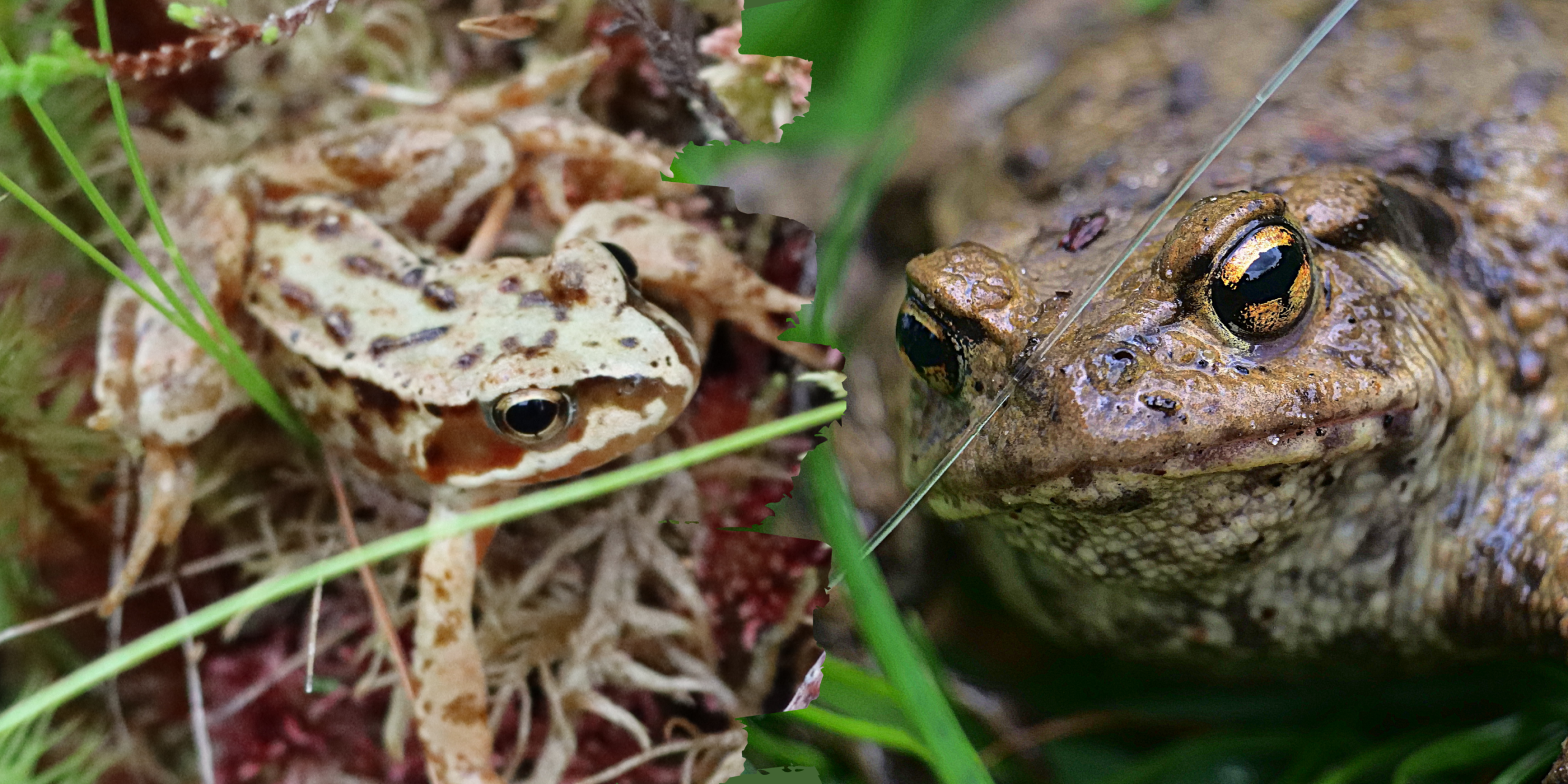 list of toad species