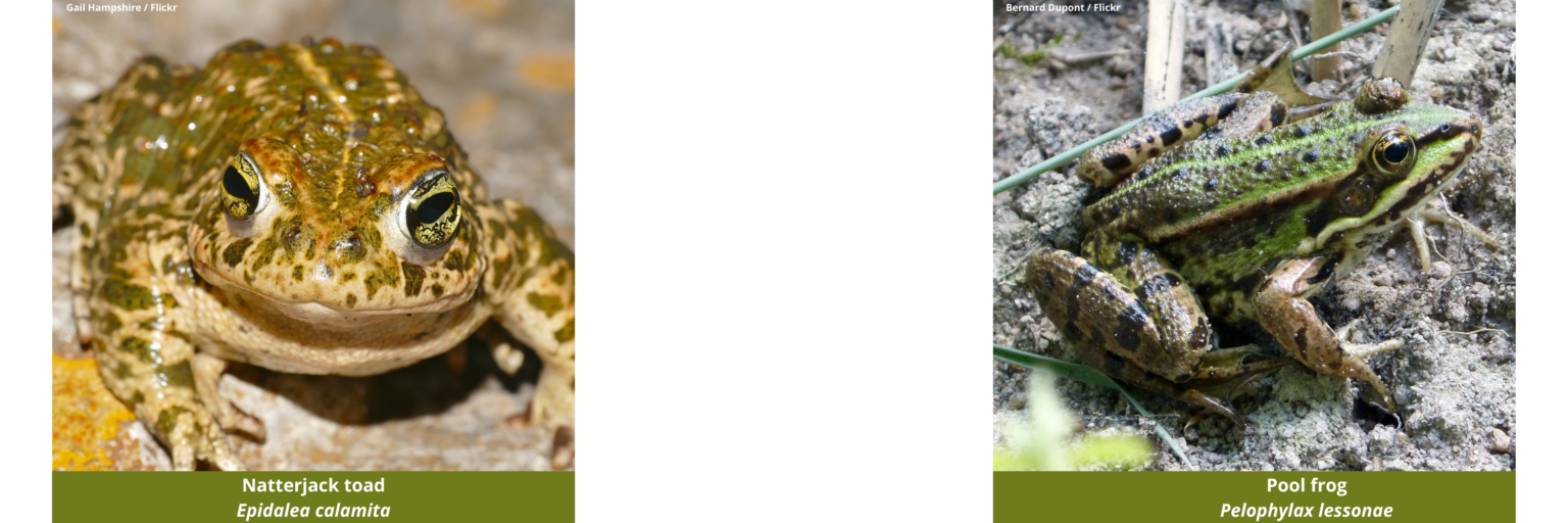 Warts and all The differences between frogs and toads Darwin Tree of