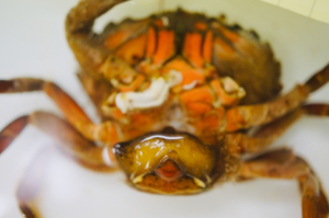 Sacculina carcini on crab