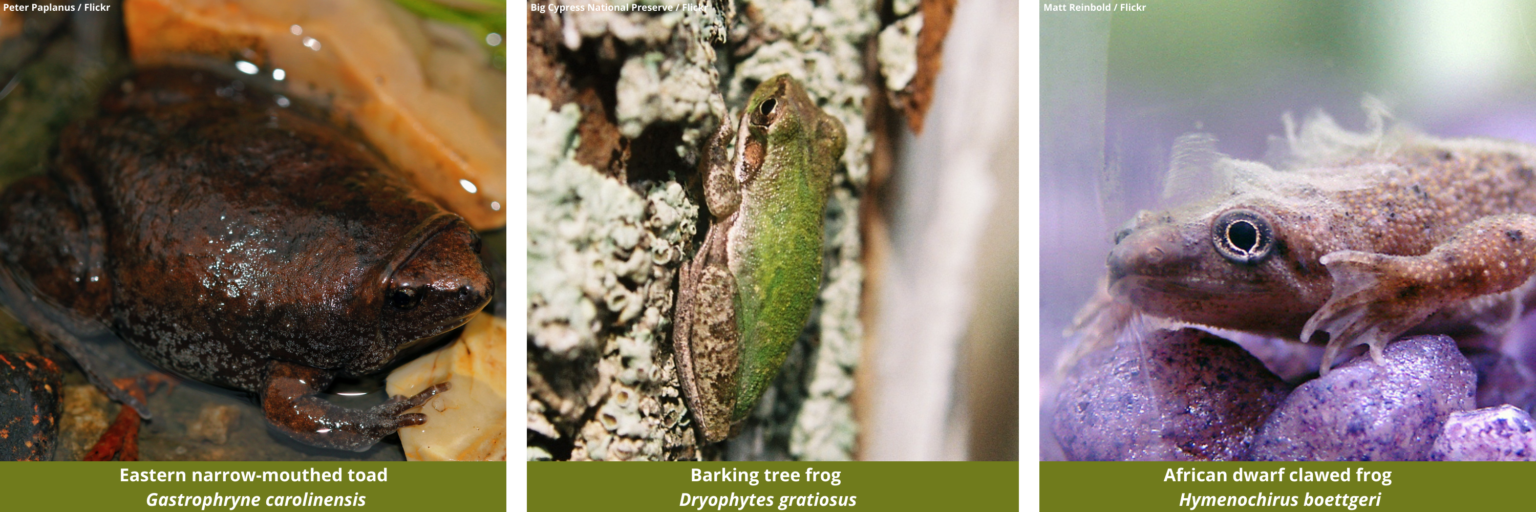 Warts and all The differences between frogs and toads Darwin Tree of