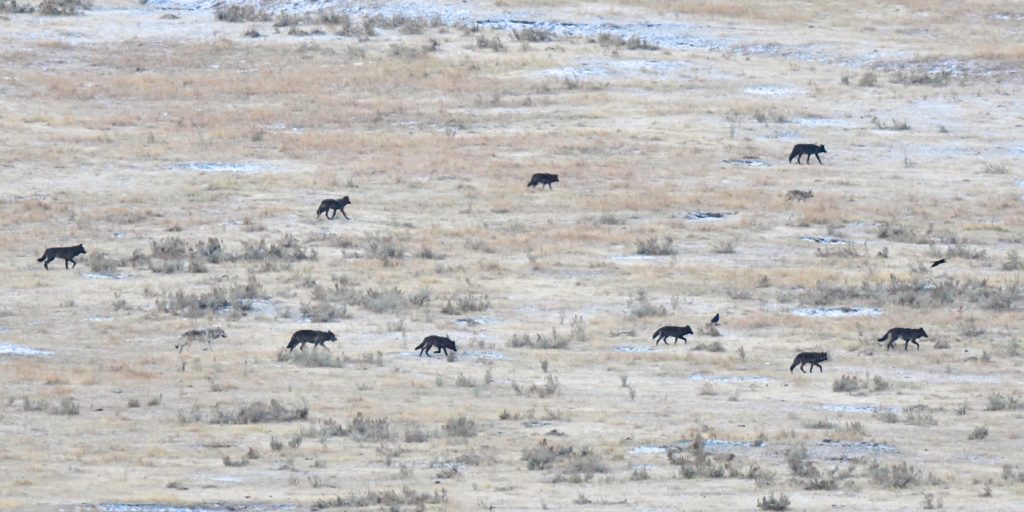 wolf pack, yellowstone