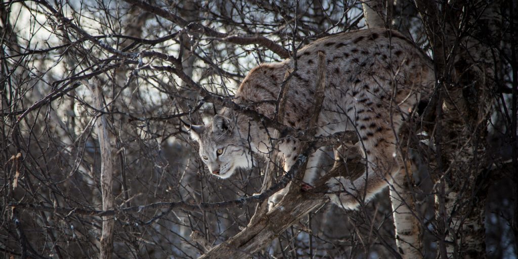 Eurasian lynx