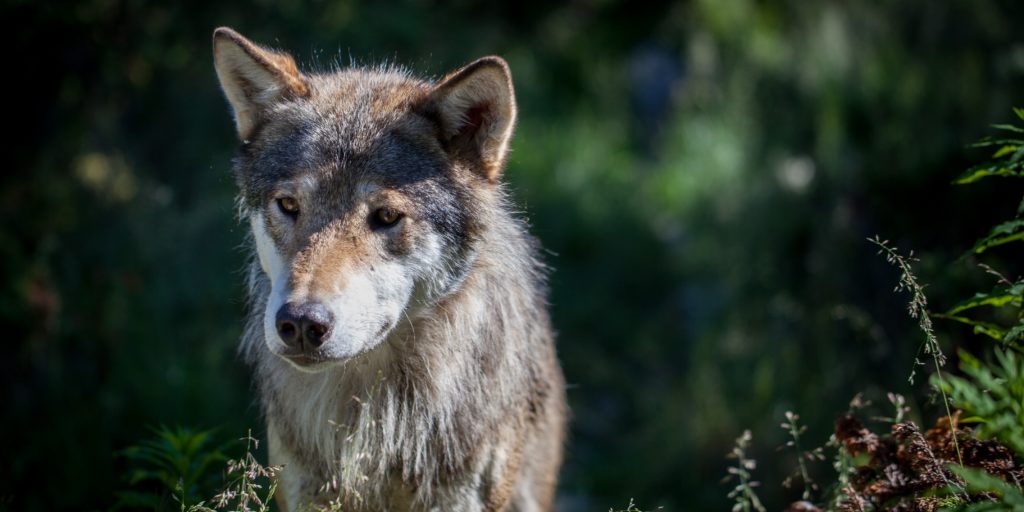 A Eurasian wolf, part of a national breeding programme in Norway