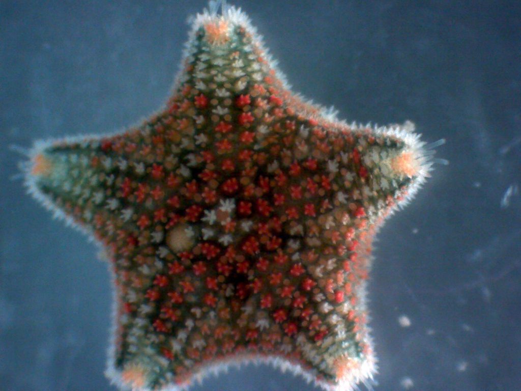 Asterina phylactica, a.k.a. the recursive cushion star