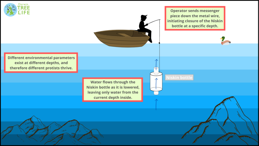 Diagram of a Niskin bottle being deployed in a lake