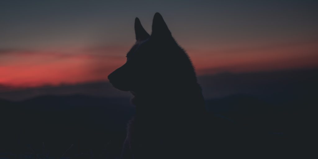 Wolf silhouette