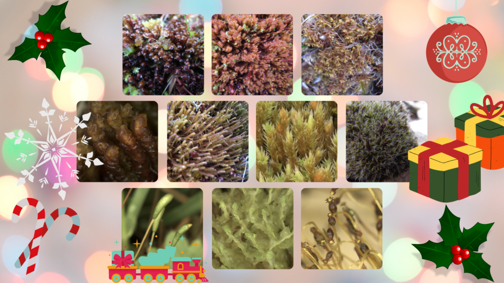 10 bryophytes