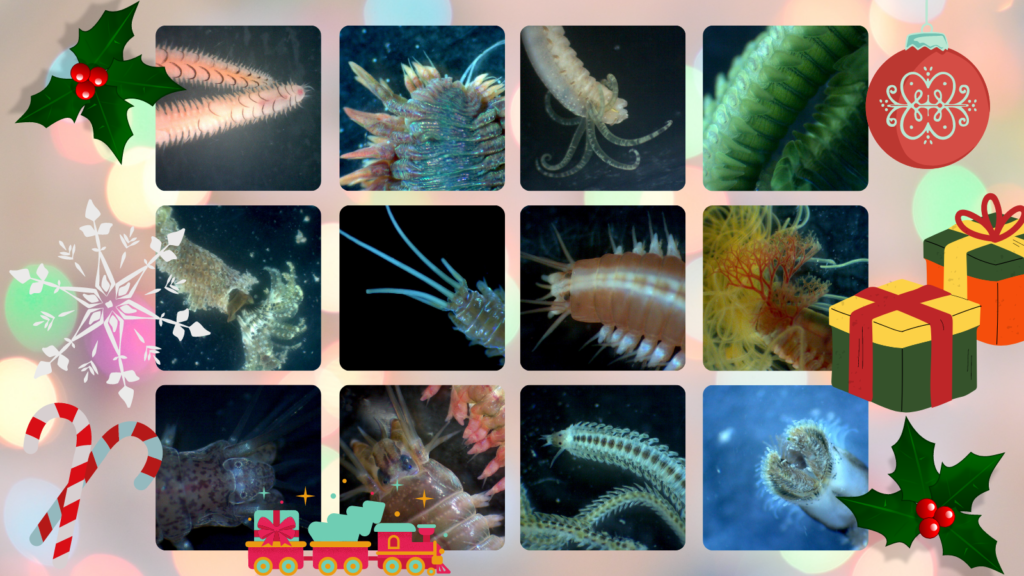 12 marine worms for Christmas