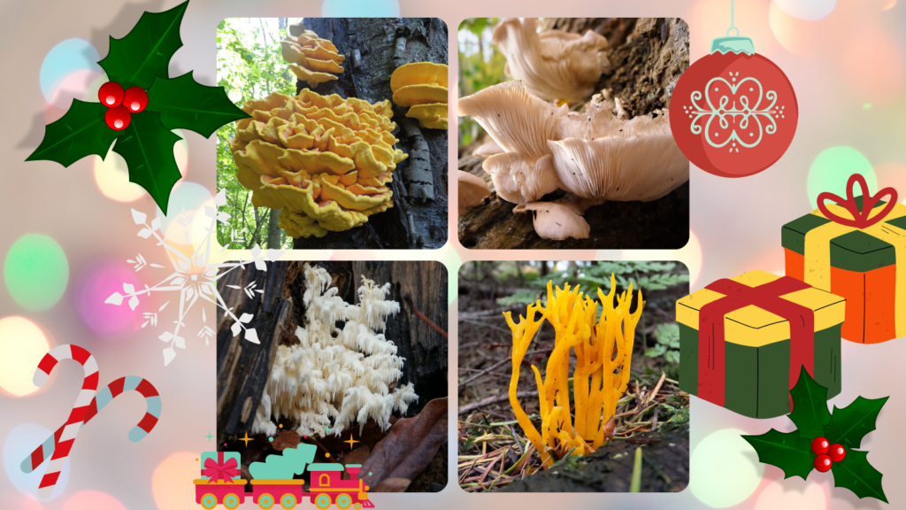4 fungi