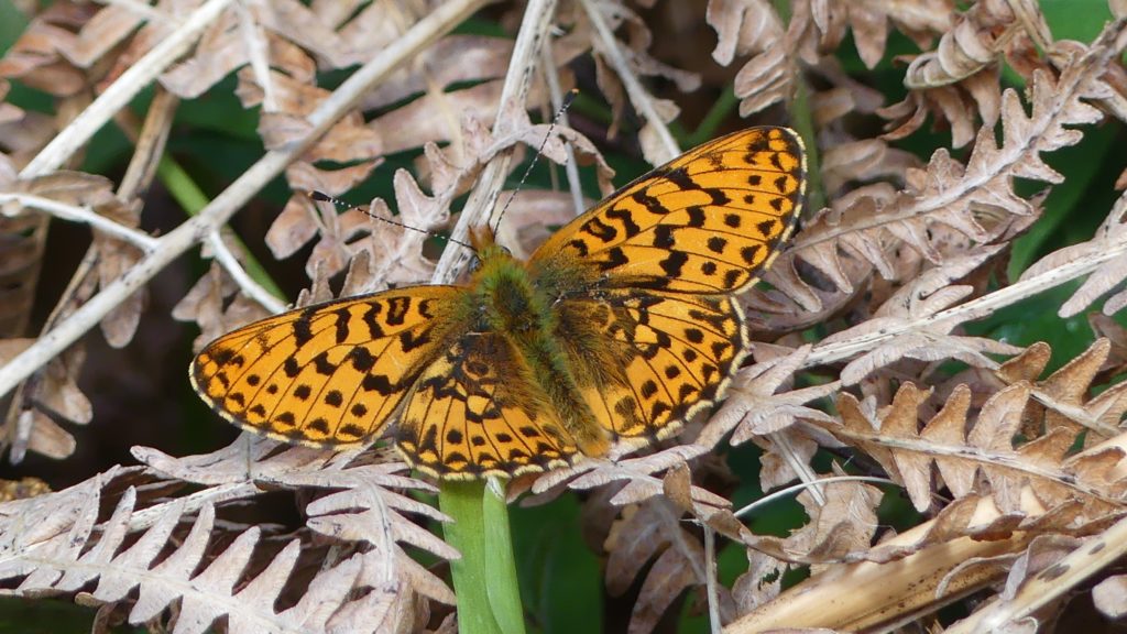 Pearl-bordered fritillary on bracken litter