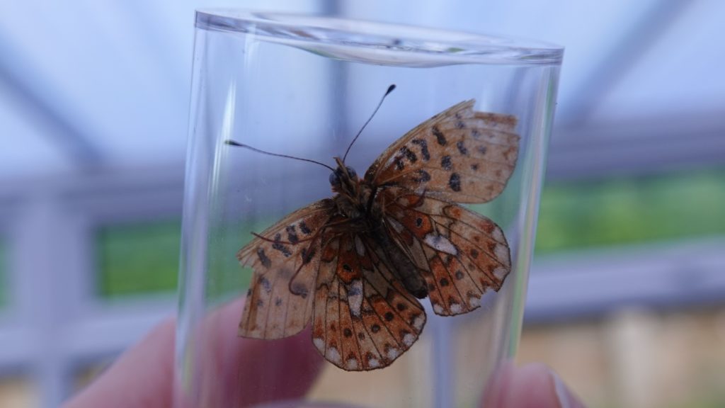 Pearl-bordered fritillary