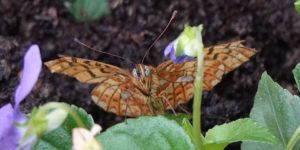 pearl-bordered fritillary