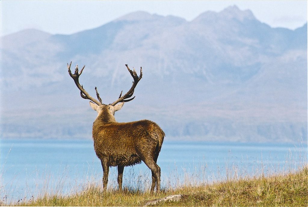 A stag on Rum looks across the water to Skye