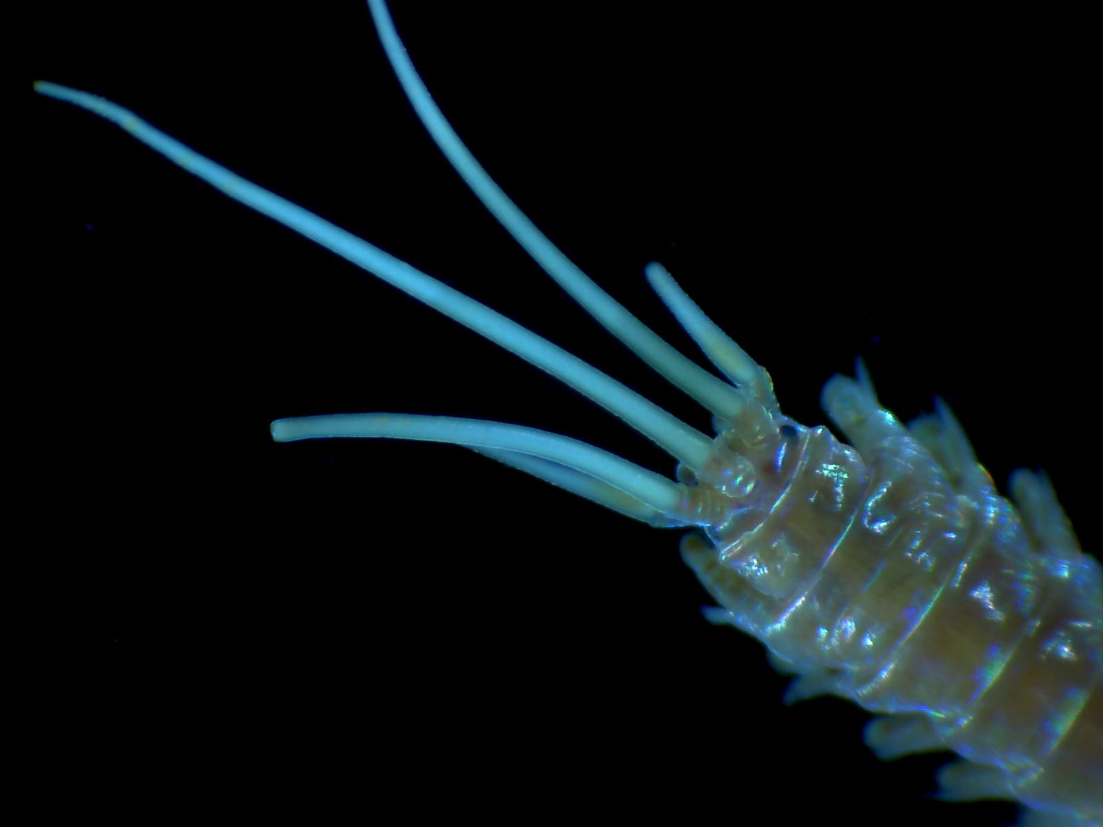 Majestic marine worms under the microscope – Darwin Tree of Life