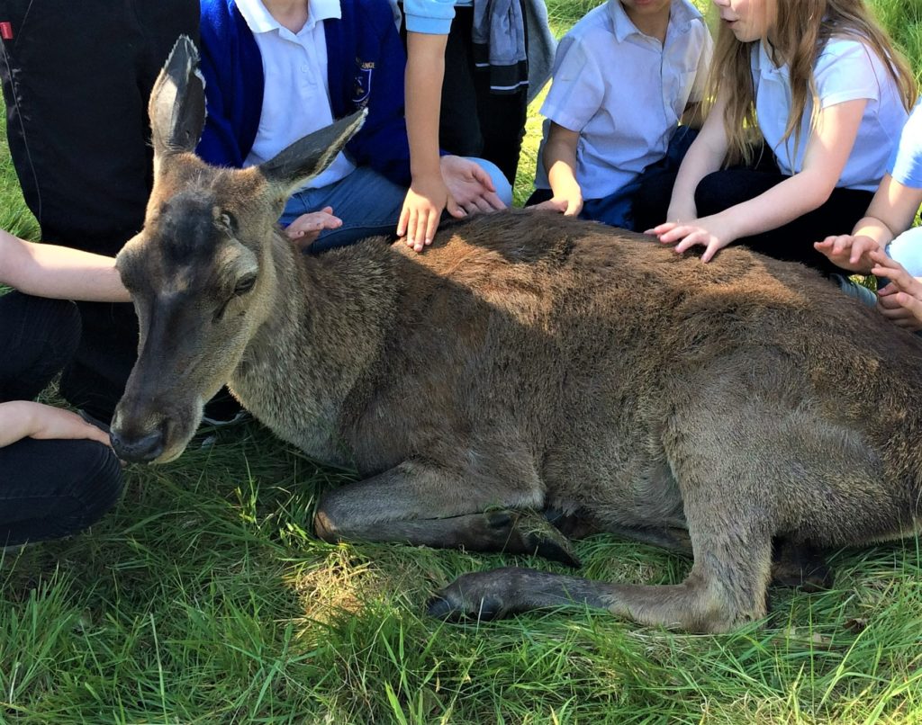 Thistle was always a great attraction for children and took part in one of the Royal Highland Education Trust events in May 2017