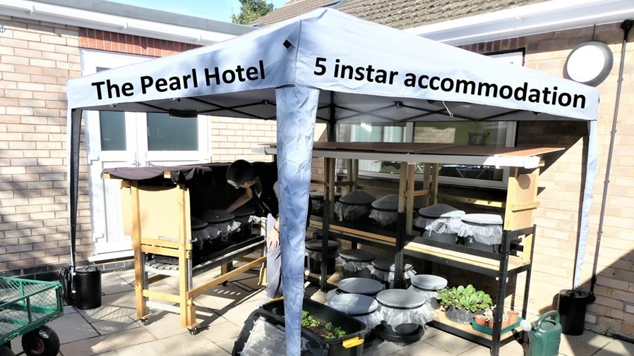 Pearl Hotel butterfly breeding programme