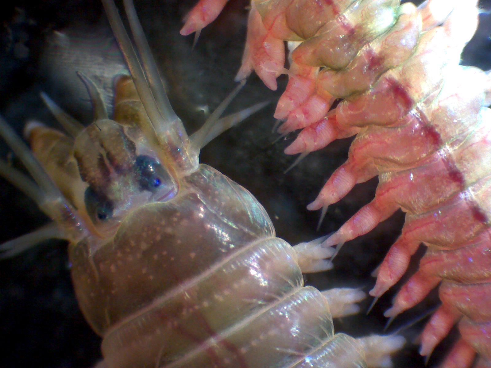 Majestic marine worms under the microscope – Darwin Tree of Life