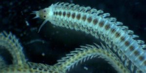 Phyllodoce mucosa