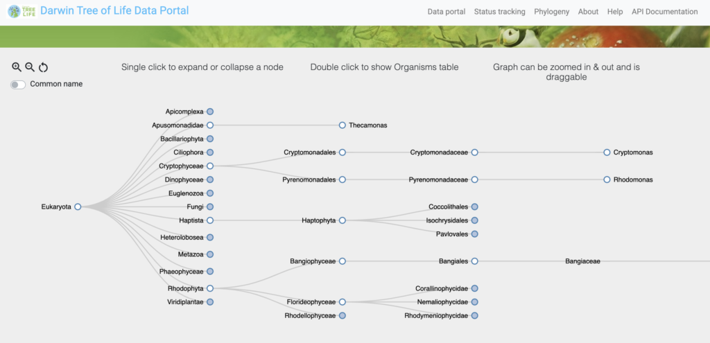 phylogeny tree on the EMBL-EBI portal 