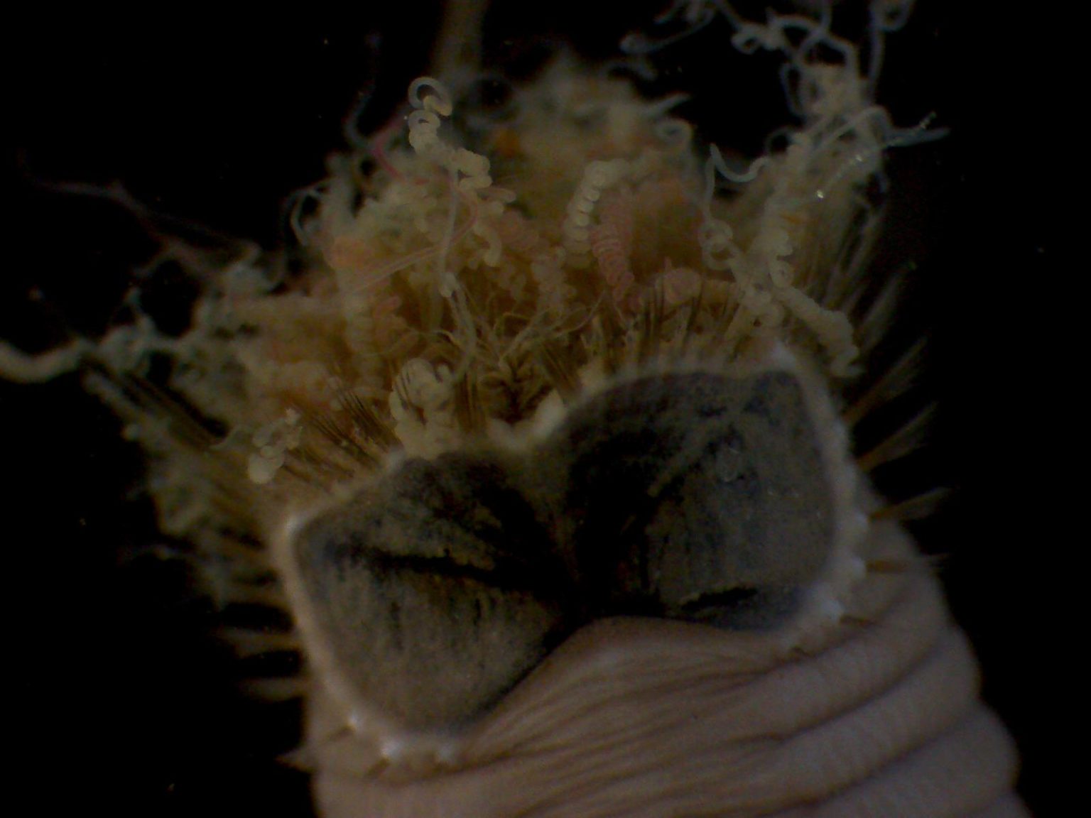 Majestic marine worms under the microscope – Darwin Tree of Life