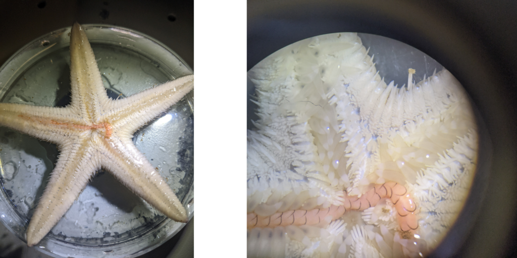 Acholoe squamosa feeding on the underside of an Astropecten starfish