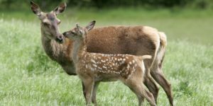 Thistle and calf