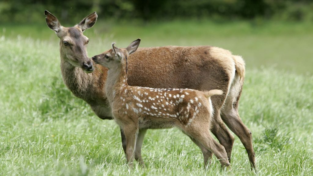 Thistle and calf