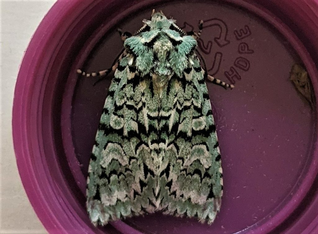 Merveille du jour moth