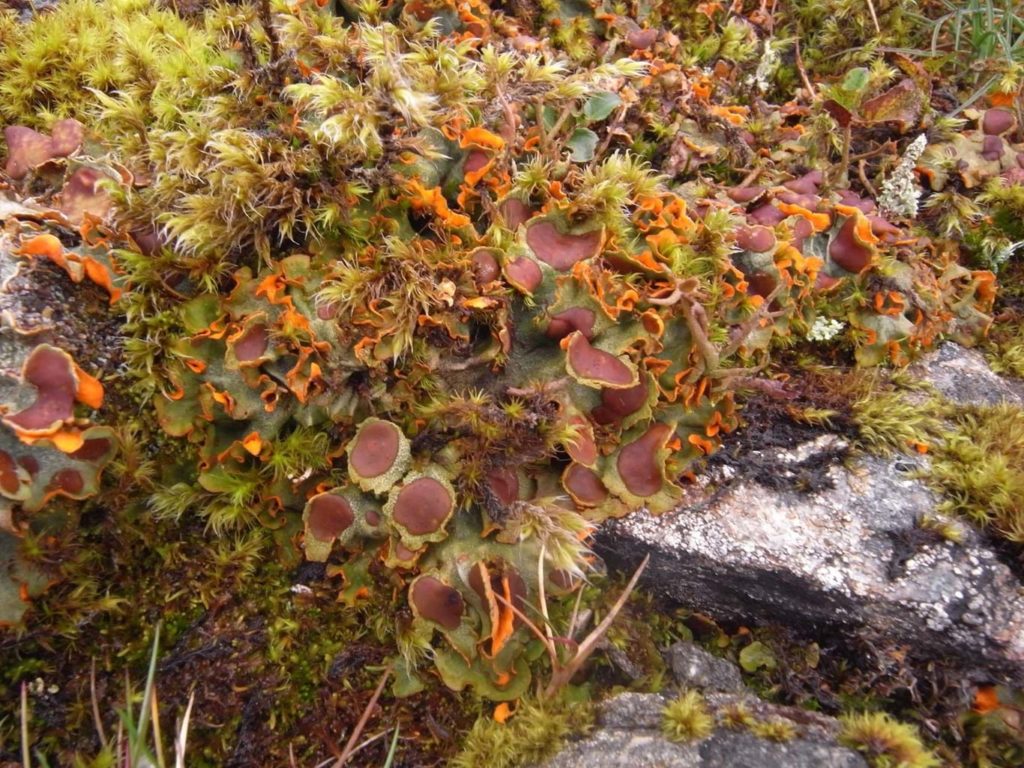 A lichenized fungus, Solorina crocea