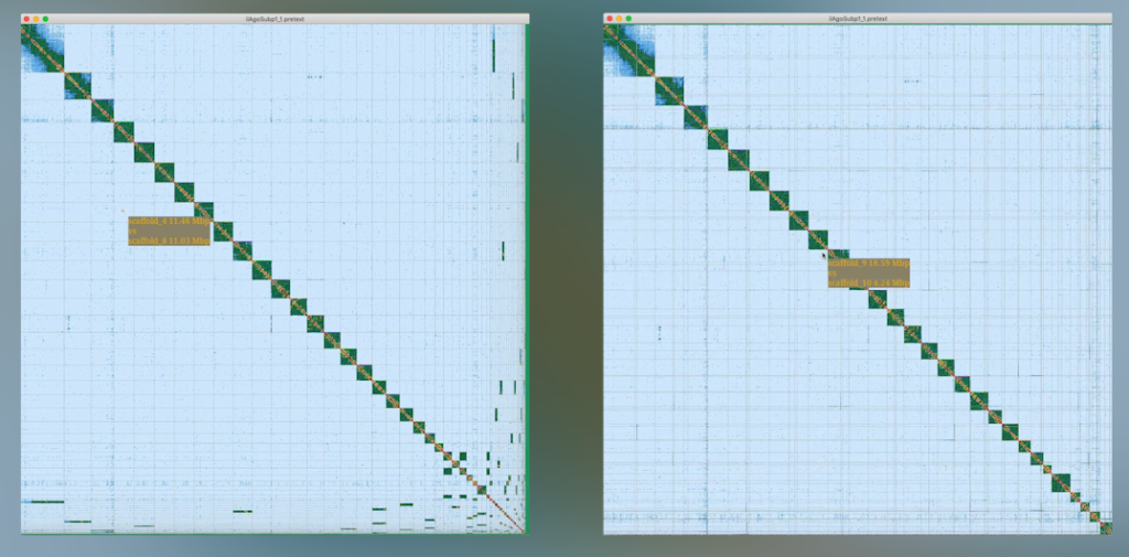 A "before and after" of a genome being curated by GRIT