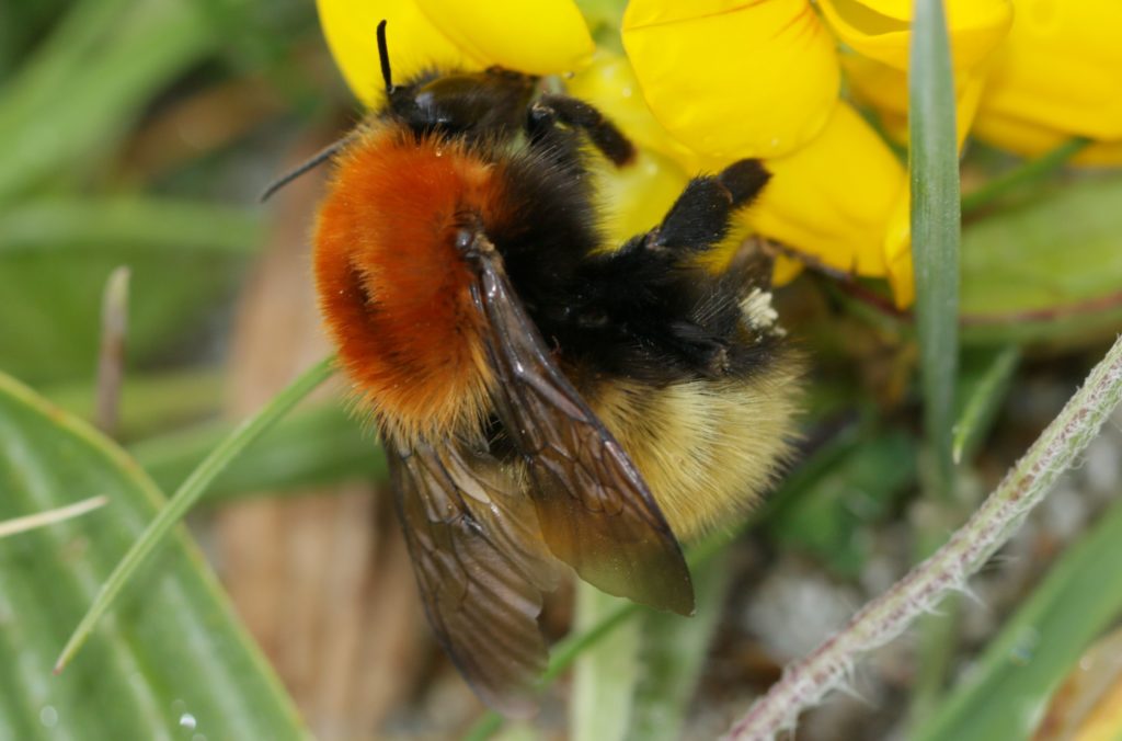 moss-carder bee