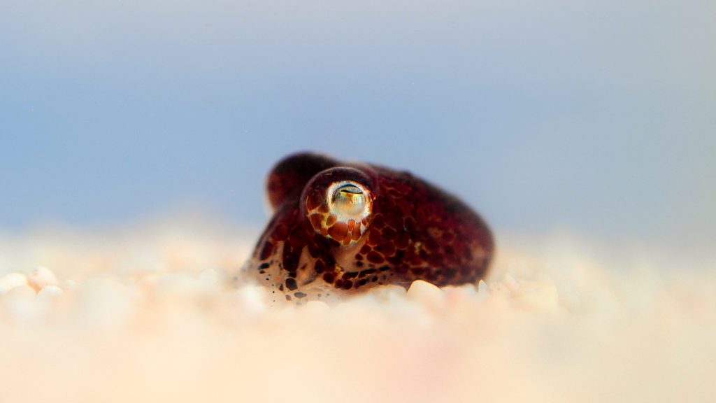 bobtail squid