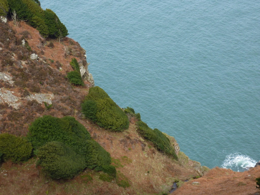 Yews on cliffs in Devon