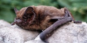 Common Pipistrelle Bat (Pipistrellus pipistrellus). Image: Meneer Zjeroen, Flickr (CC)