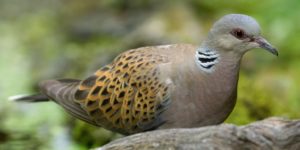 European Turtle Dove (Streptopelia turtur). Image: Francesco Veronesi, Flickr (CC)