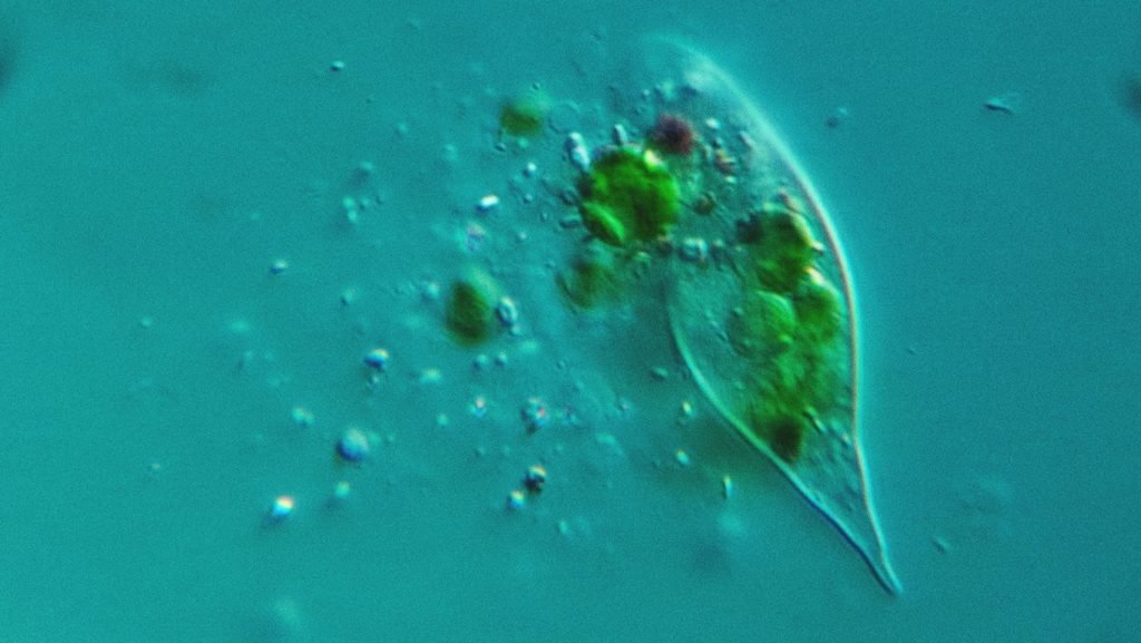 Euglena sp.