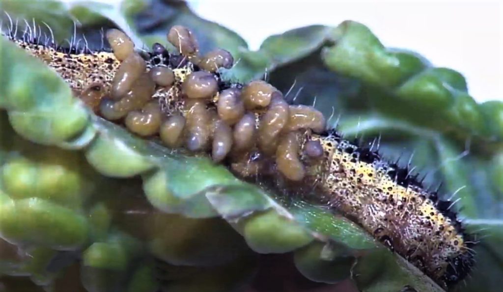 Cotesia glomerata pupae parasitising a large white caterpillar 