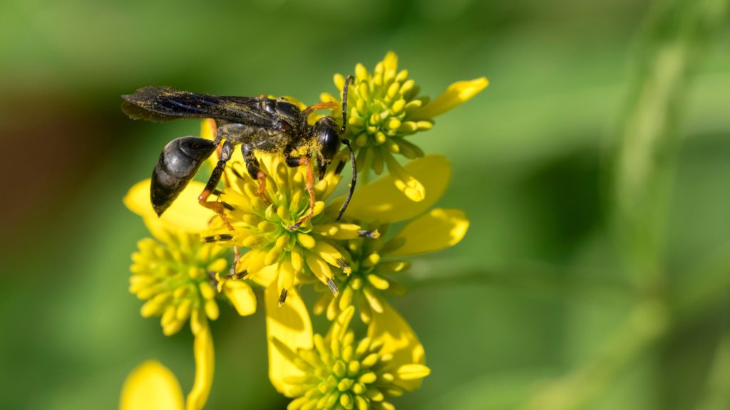 A pollinating wasp from the 'spider wasp' family Pompilidae