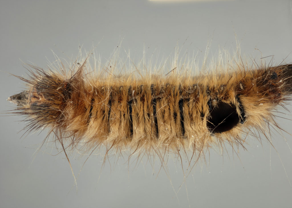 A fox moth caterpillar (Macrothylacia rubi) mummified by Aleiodes alternator